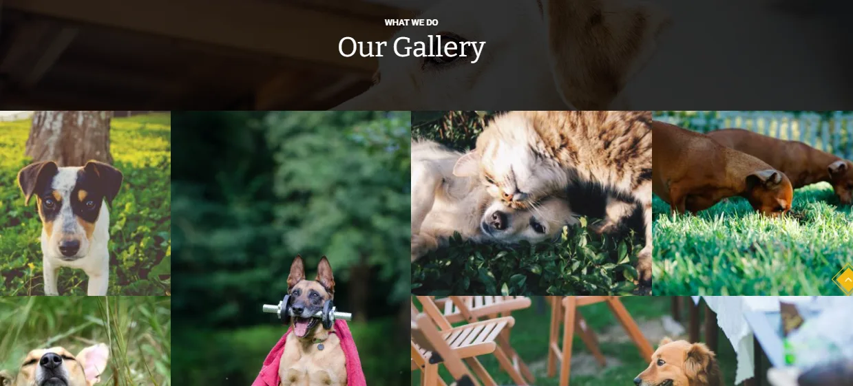 Petta Our Gallery section with photos of dogs playing outdoors