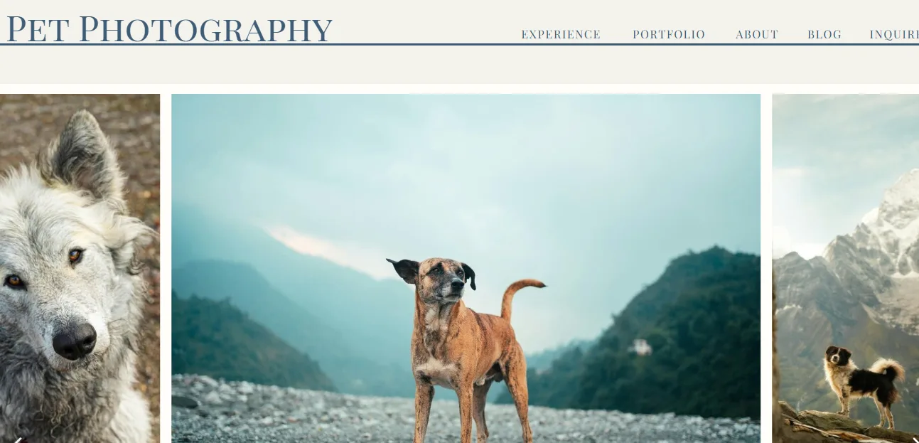 Pet photography website homepage with a full-width gallery of dog portraits